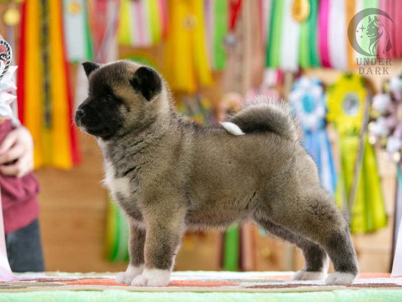 Щенки Американской акиты