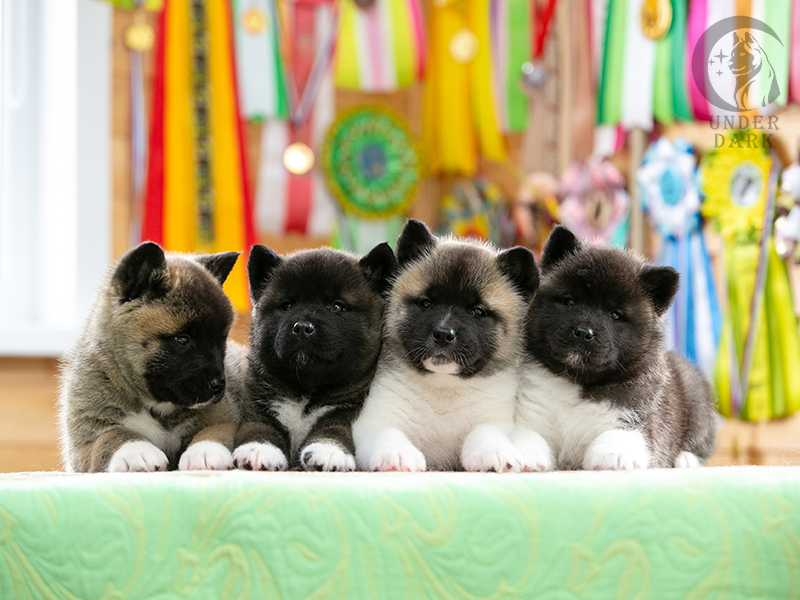 Щенки Американской акиты