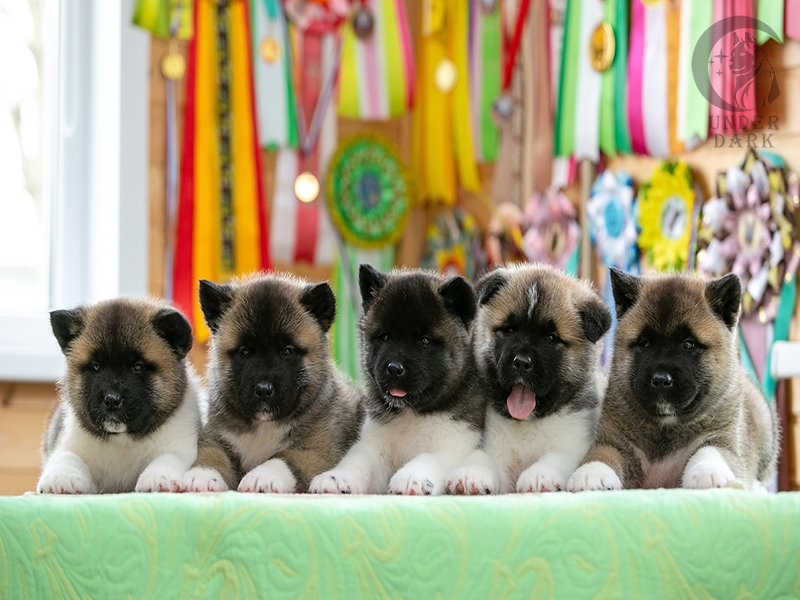 Щенки Американской акиты