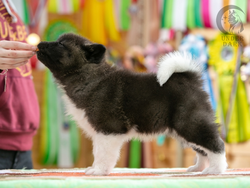 Щенки Американской акиты