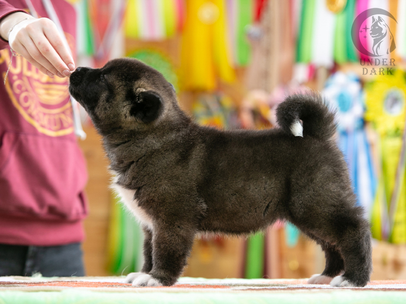 Щенки Американской акиты