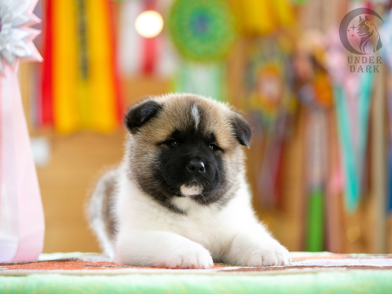 Щенки Американской акиты