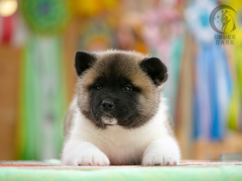 Щенки Американской акиты