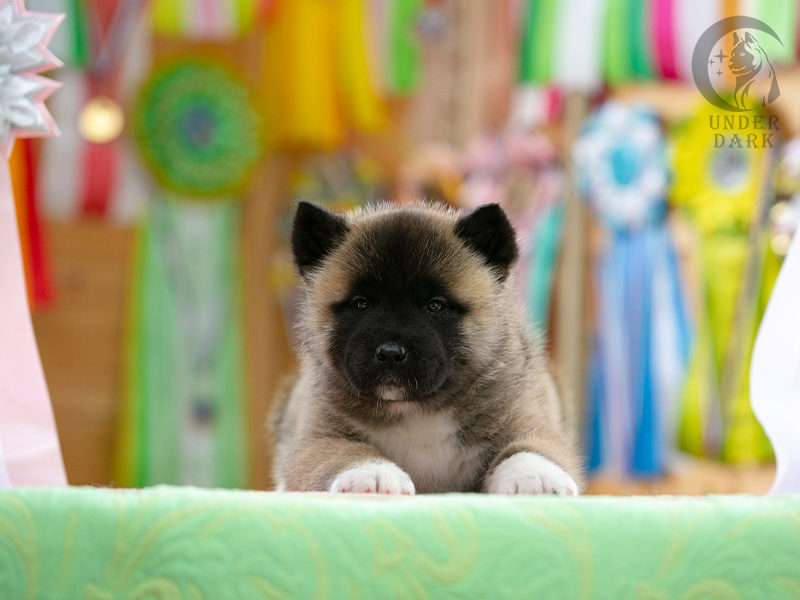 Щенки Американской акиты