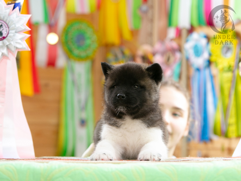 Щенки Американской акиты