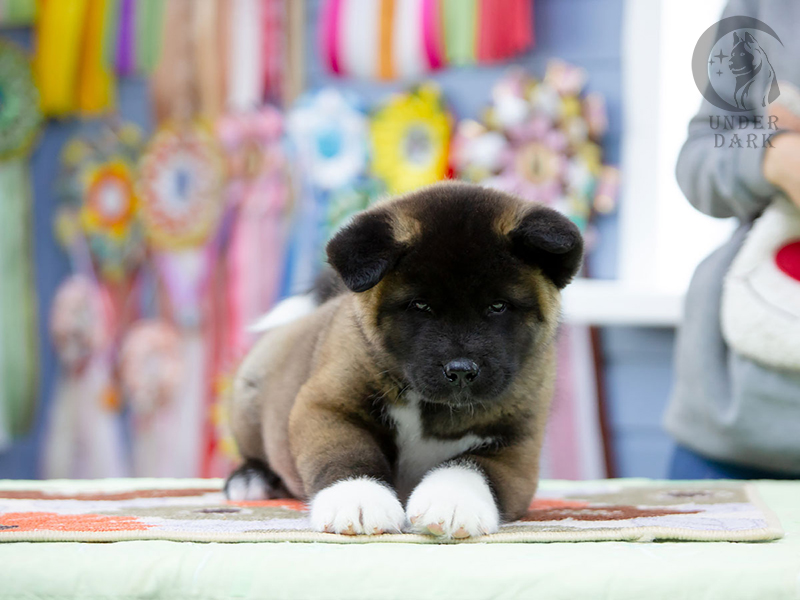 Щенки Американской акиты