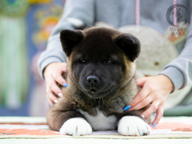 Щенки Американской акиты