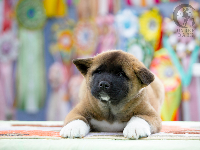 Щенки Американской акиты