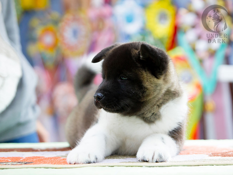 Щенки Американской акиты