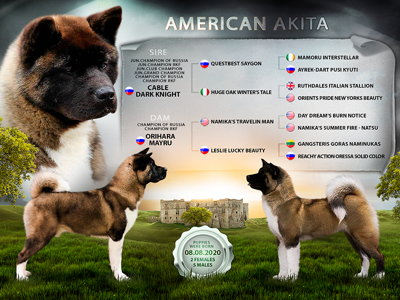 Щенки Американской акиты