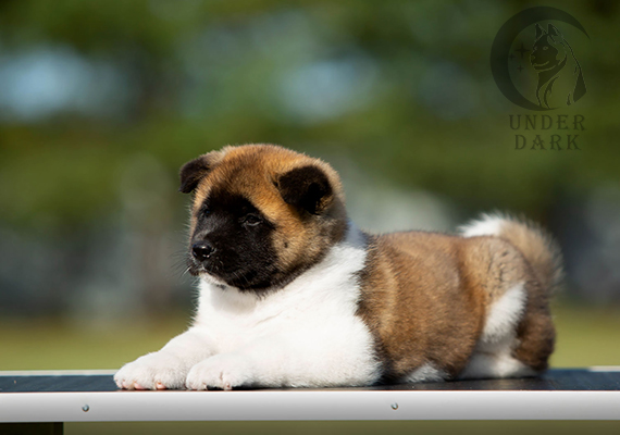 Щенки Американской акиты