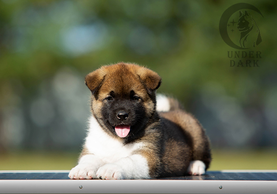 Щенки Американской акиты