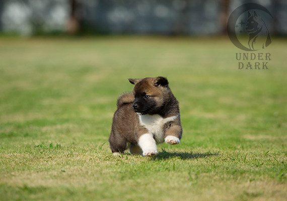 Щенки Американской акиты