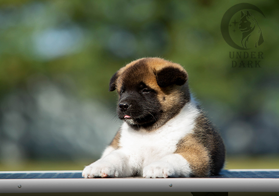 Щенки Американской акиты