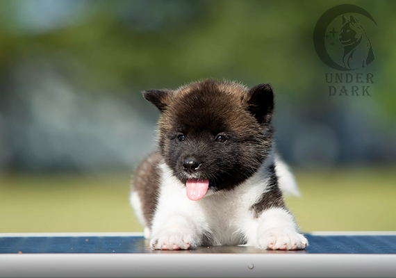 Щенки Американской акиты