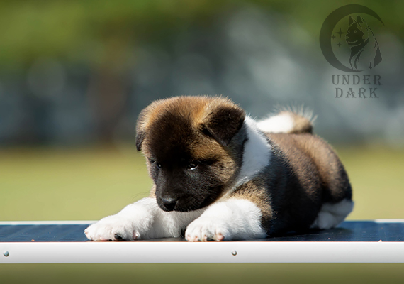 Щенки Американской акиты