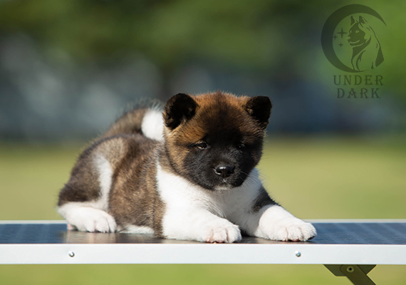 Щенки Американской акиты