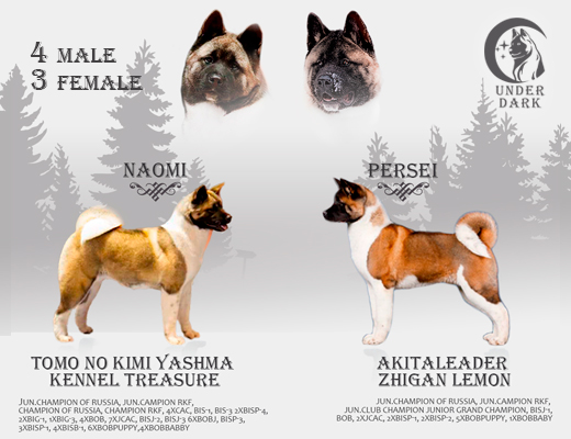 Щенки Американской акиты