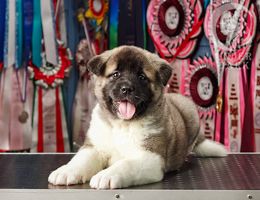 Щенки Американской акиты