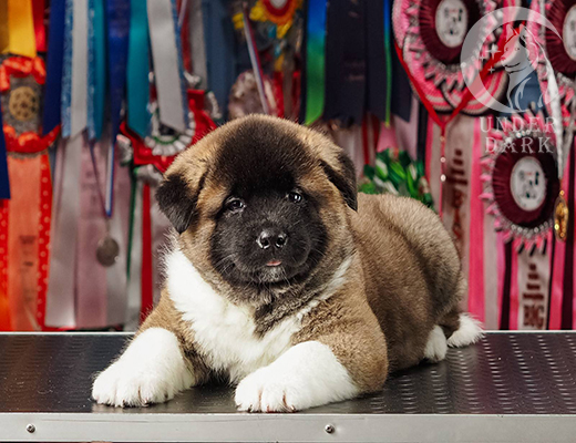 Щенки Американской акиты