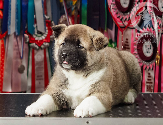 Щенки Американской акиты