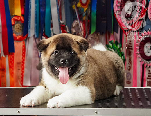 Щенки Американской акиты