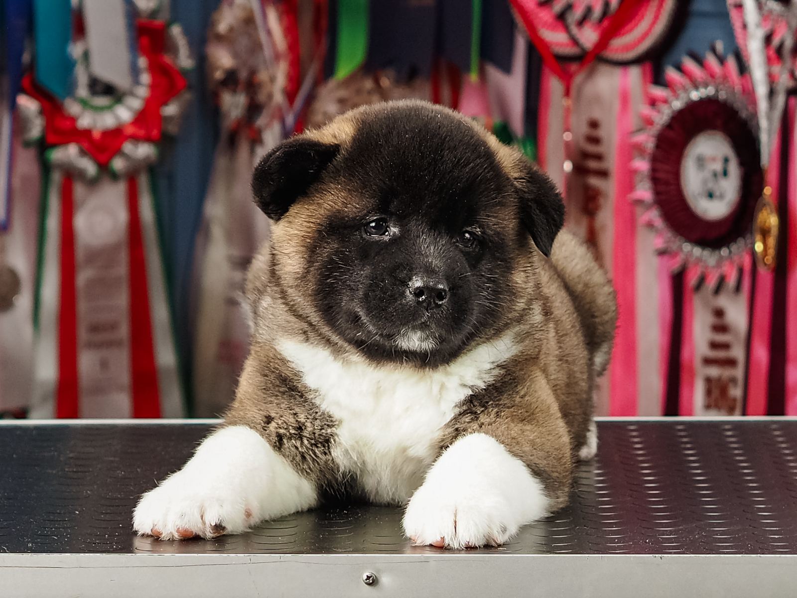 Щенки Американской акиты