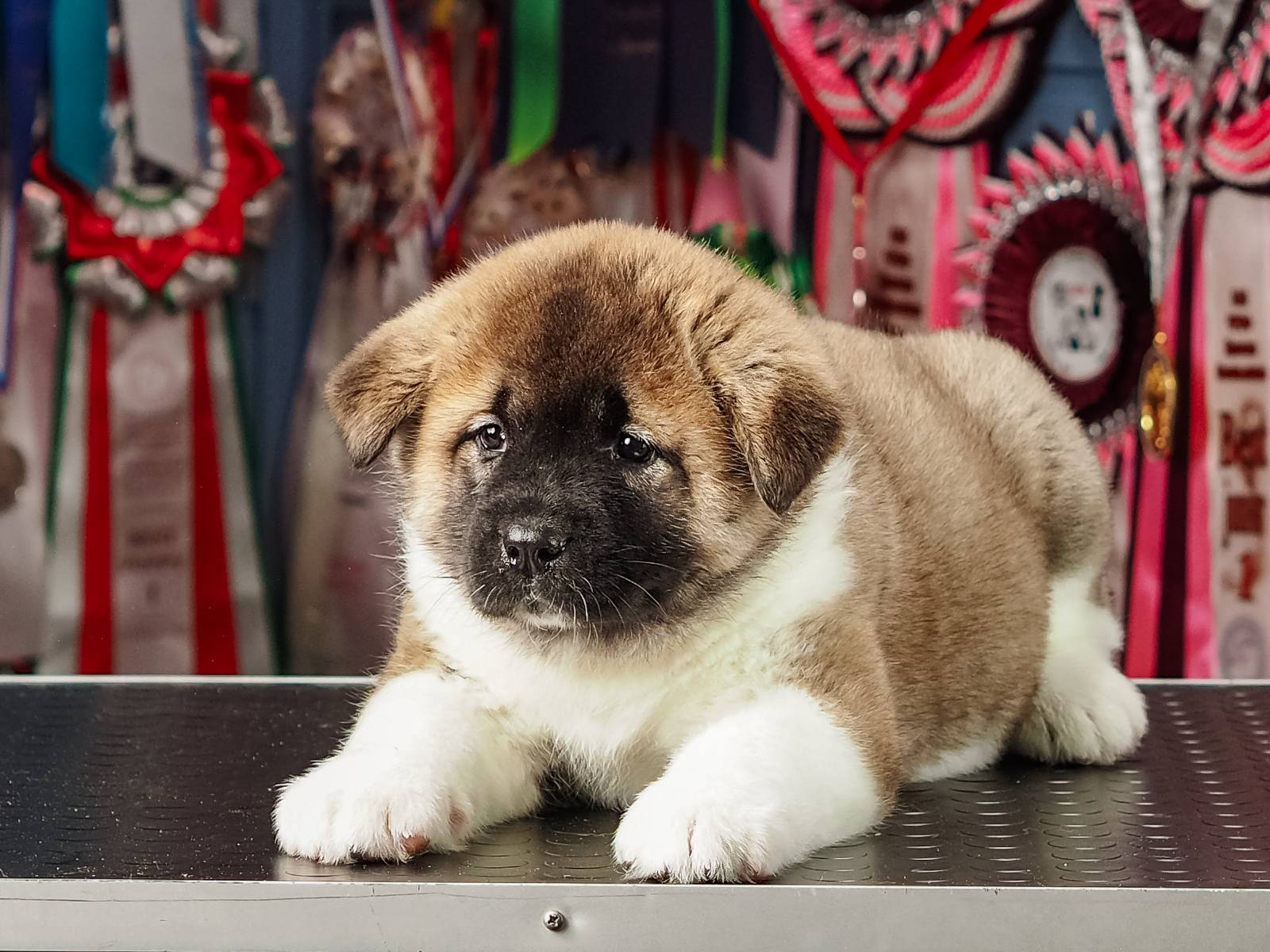 Щенки Американской акиты