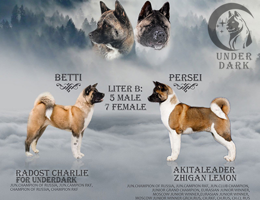 Щенки Американской акиты