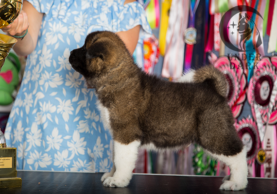 Щенки Американской акиты