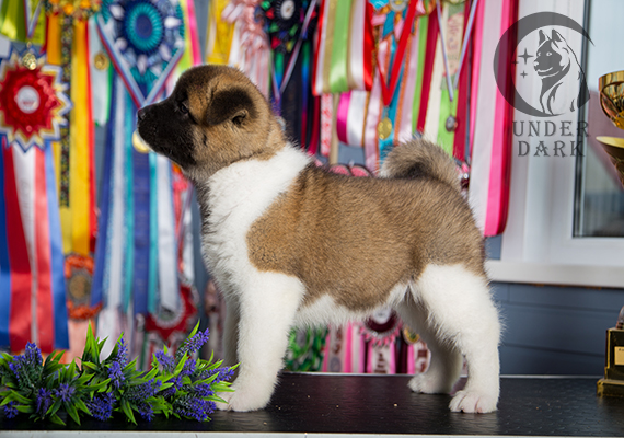 Щенки Американской акиты