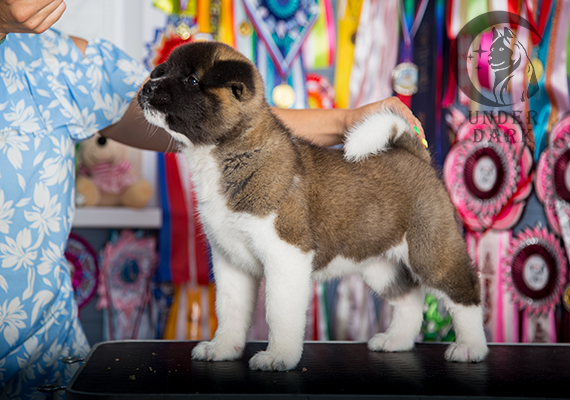 Щенки Американской акиты