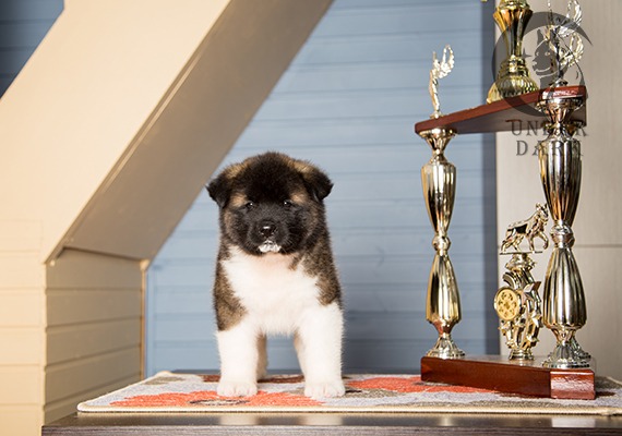 Щенки Американской акиты