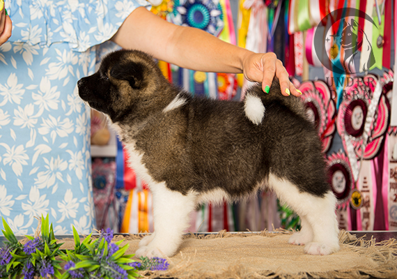 Щенки Американской акиты