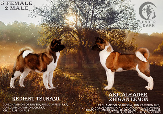 Щенки Американской акиты