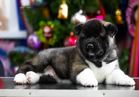 Щенки Американской акиты