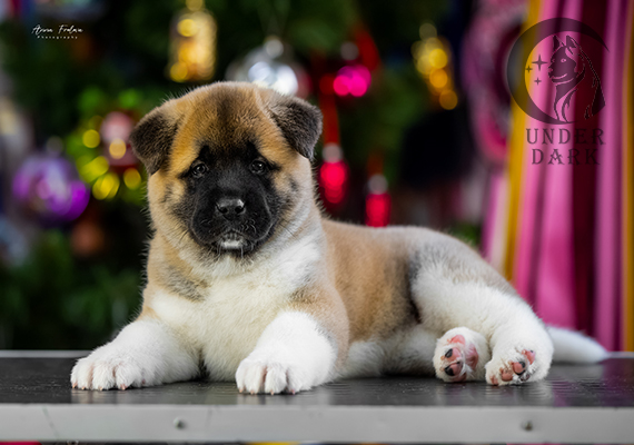 Щенки Американской акиты