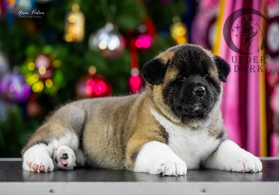 Щенки Американской акиты