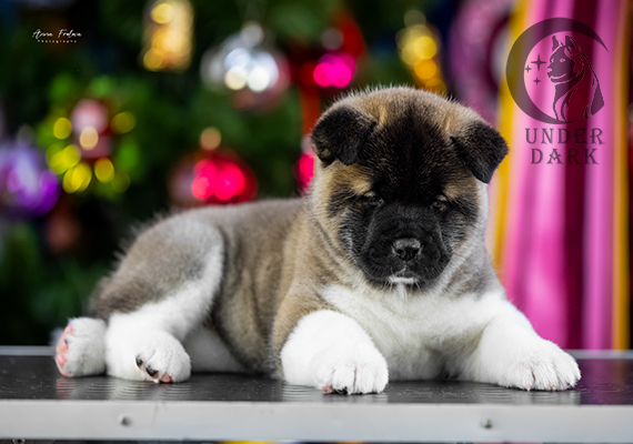 Щенки Американской акиты