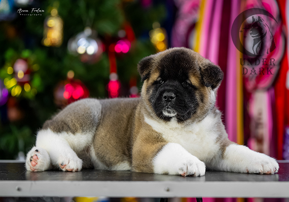 Щенки Американской акиты