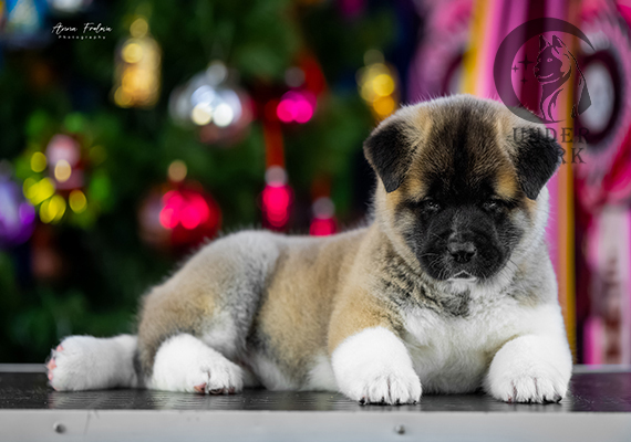 Щенки Американской акиты