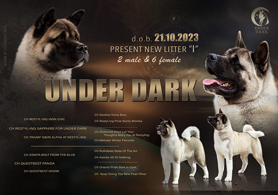 Щенки Американской акиты