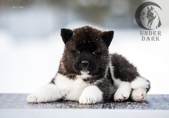 Щенки Американской акиты