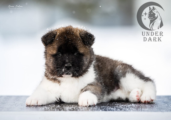 Щенки Американской акиты