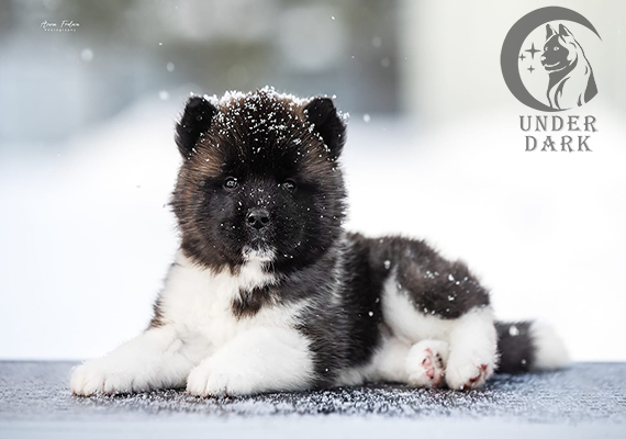 Щенки Американской акиты