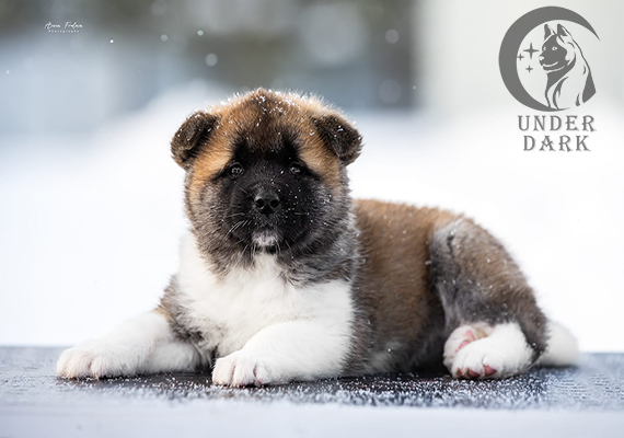 Щенки Американской акиты