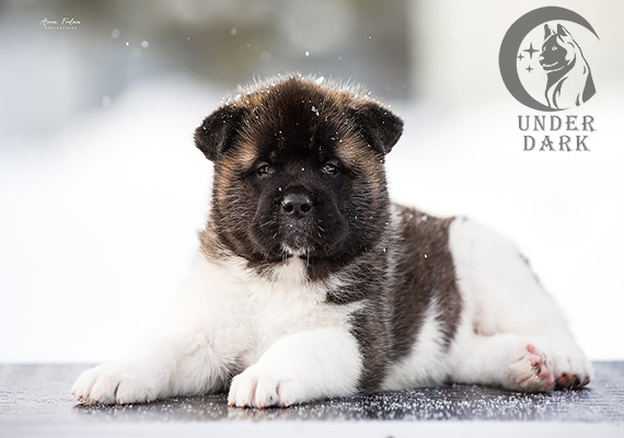 Щенки Американской акиты