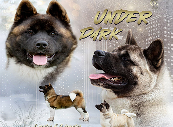 Щенки Американской акиты