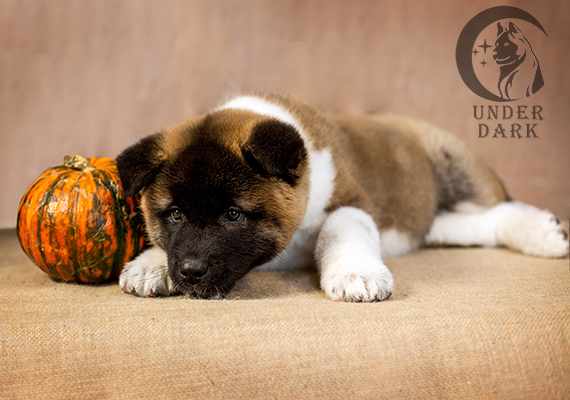 Щенки Американской акиты