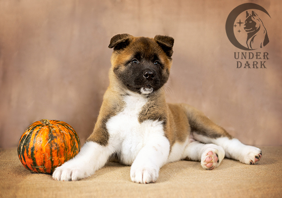 Щенки Американской акиты